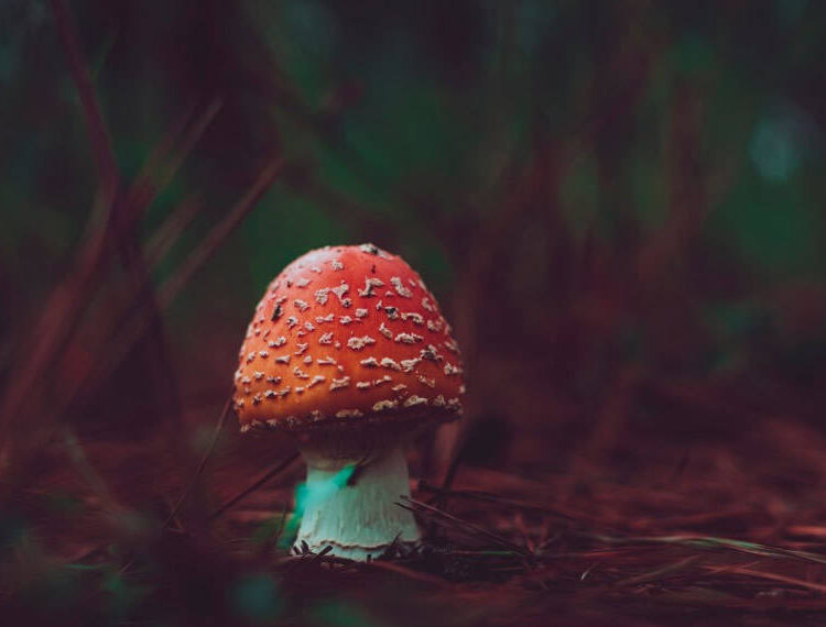 The Paradox of the Poisonous Performer