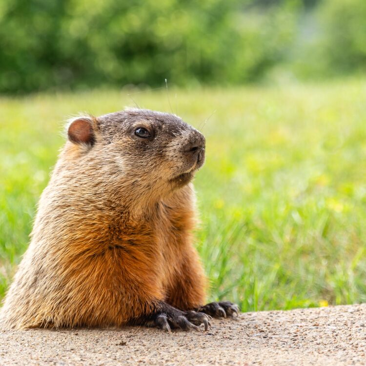 Groundhog day